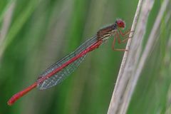 Späte Adonisjungfer (Ceriagrion tenellum)