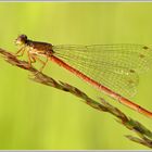 Späte Adonisjungfer (Ceriagrion tenellum)