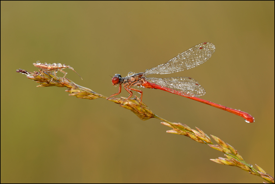 Späte Adonisjungfer (Ceriagrion tenellum) o. Scharlachlibelle, zarte Rubinjungfer