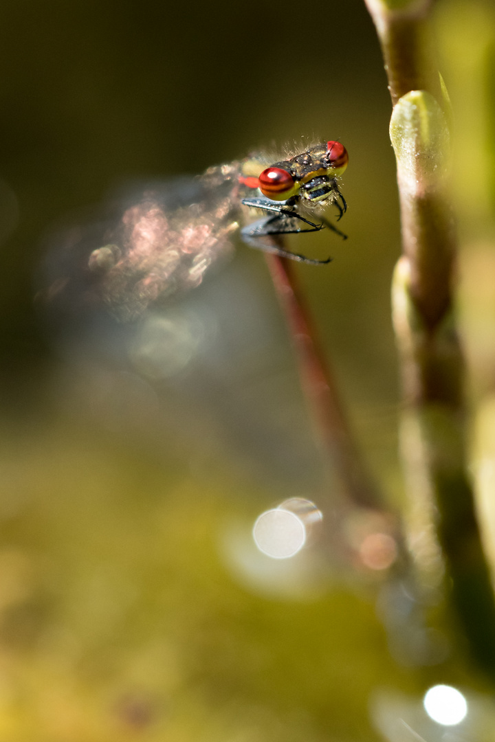 Späte Adonislibelle