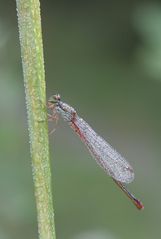 Späte Adonislibelle, auch Zarte Rubinjungfer, aber auch Scharlachlibelle genannt