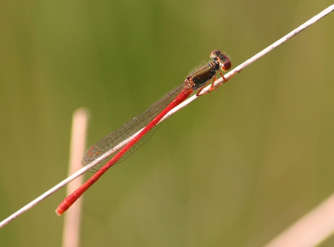 Späte Adonislibelle, Zarte Rubinjungfer oder Scharlachlibelle (Ceriagrion tenellum), Männchen