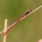 Späte Adonislibelle, Zarte Rubinjungfer oder Scharlachlibelle (Ceriagrion tenellum), Männchen