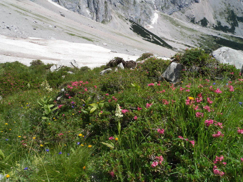 Späte Alpenrosenblüte