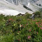 Späte Alpenrosenblüte