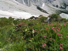 Späte Alpenrosenblüte