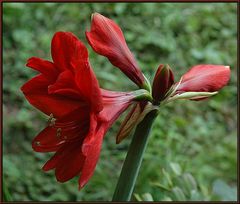 Späte Amaryllis