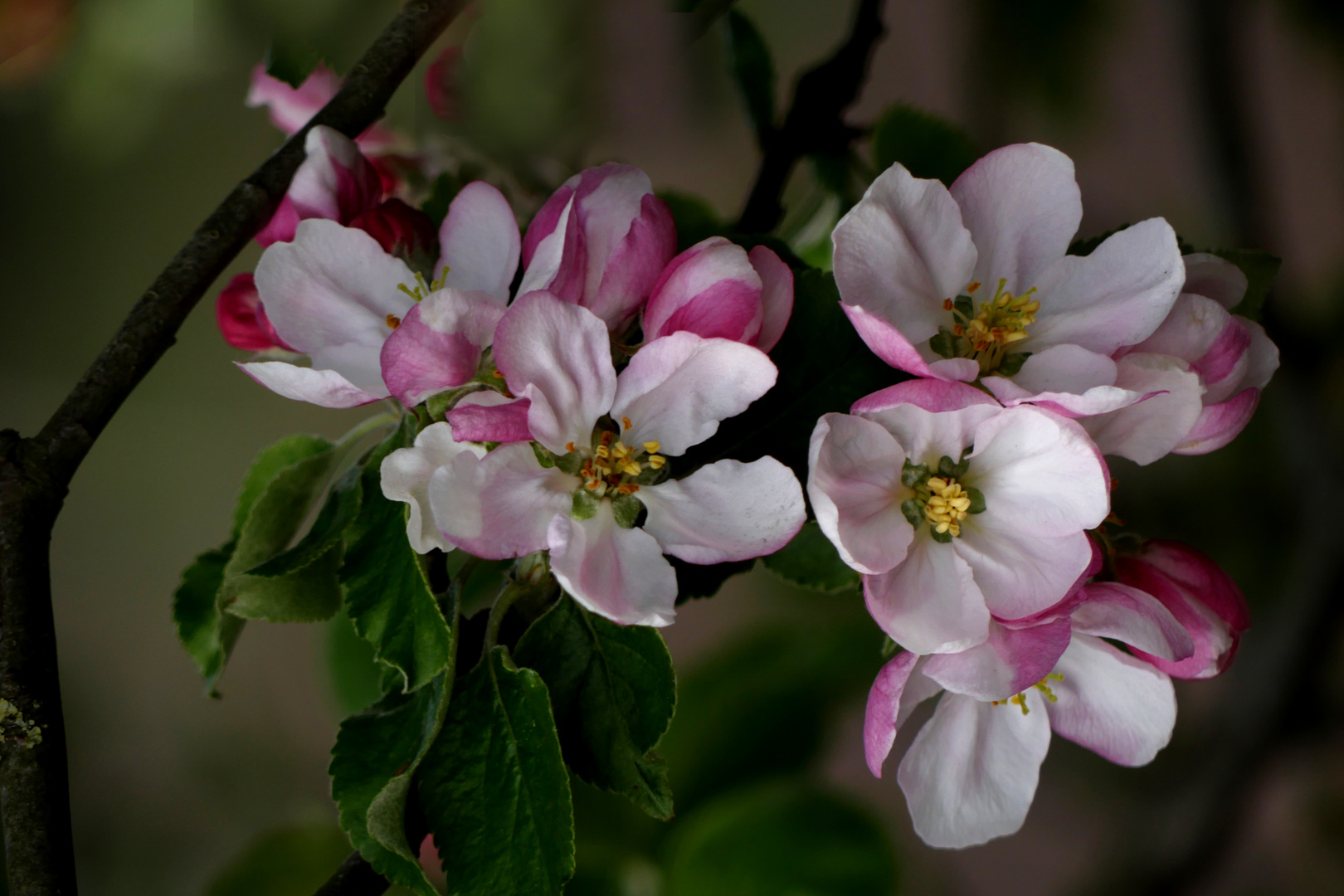 Späte Apfelblüte