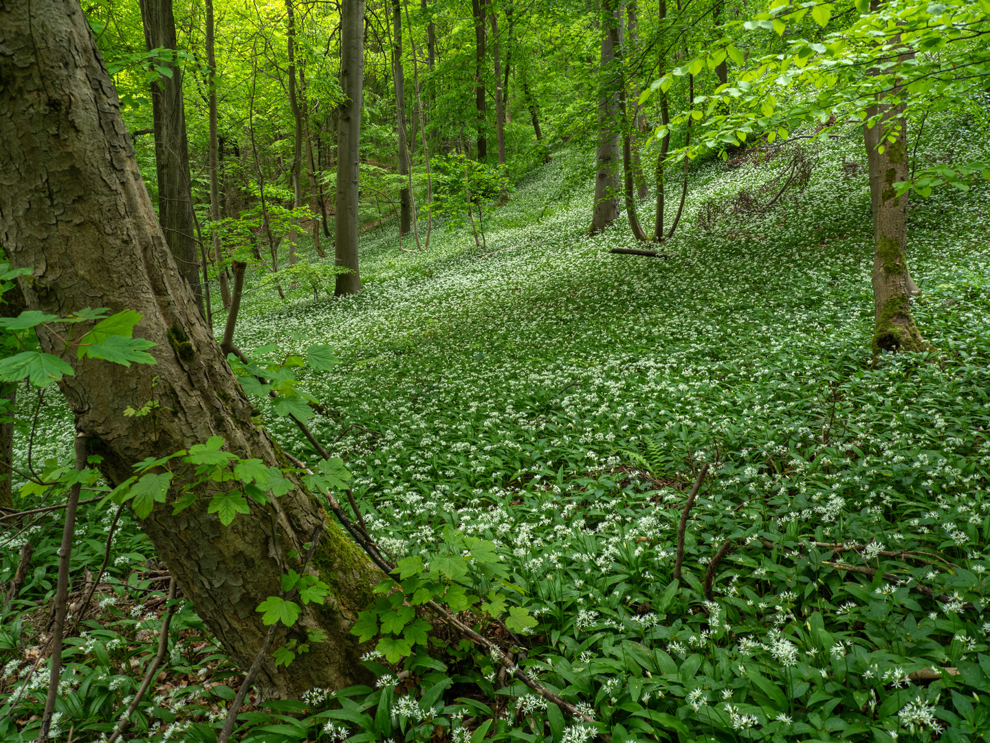 Späte Blüte