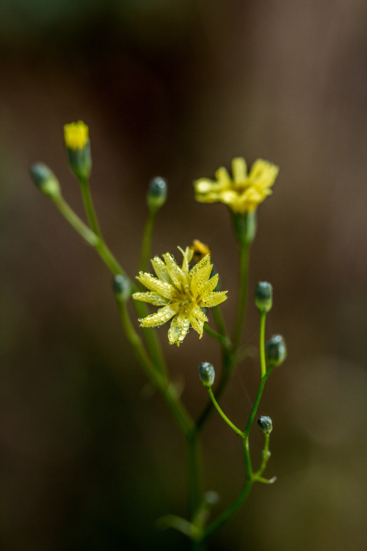 Späte Blüte