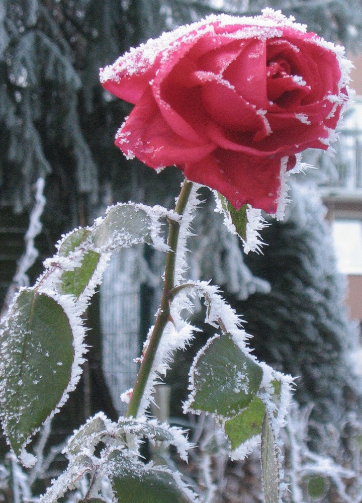 *** späte Blüte ***