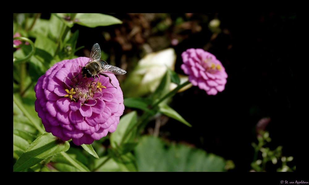 späte Blüte...