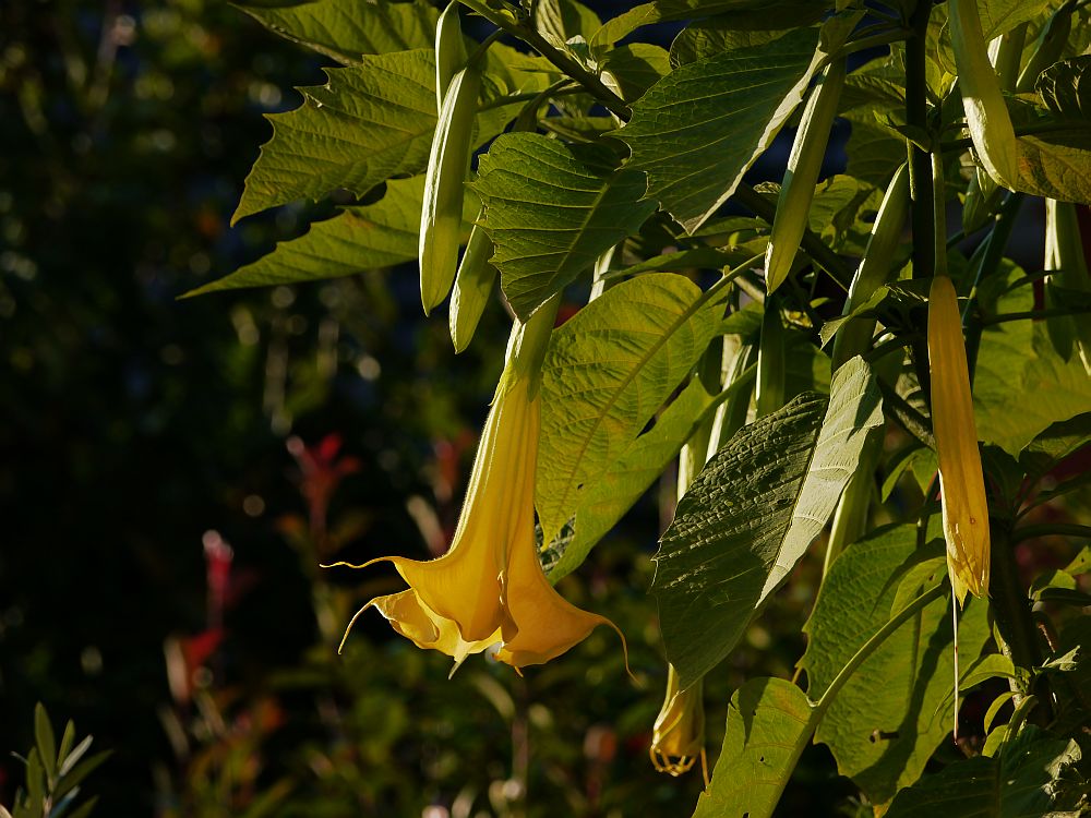 Späte Blüte der Engelstrompeten