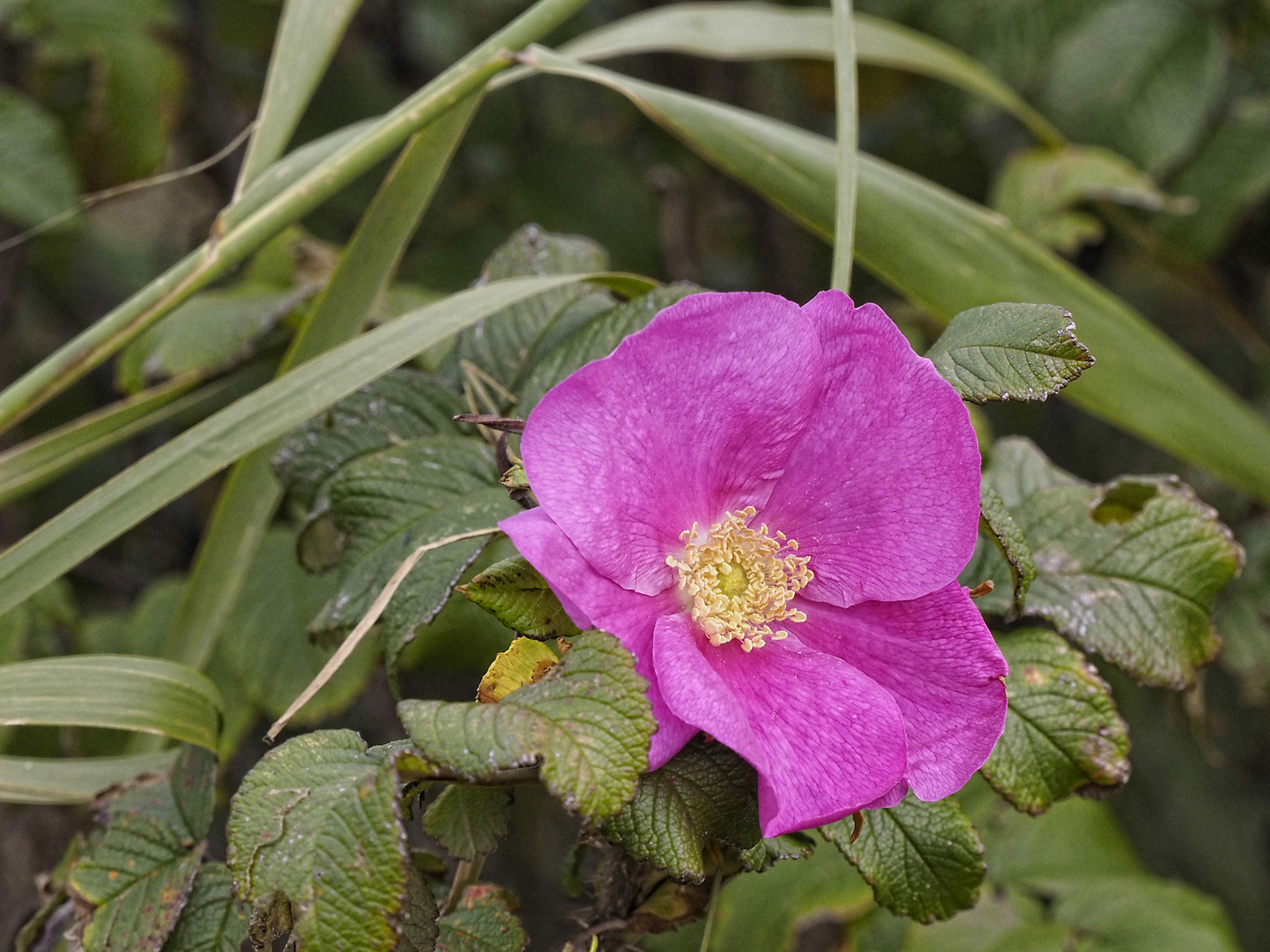 Späte Blüte der Rosa Rugosa (Ende September)