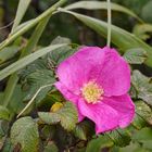 Späte Blüte der Rosa Rugosa (Ende September)