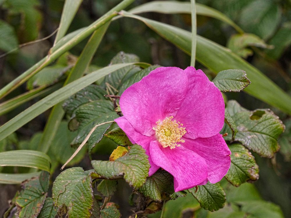 Späte Blüte der Rosa Rugosa (Ende September)