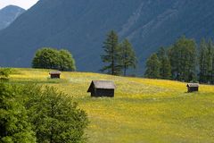 Späte Blüte dieses Jahr