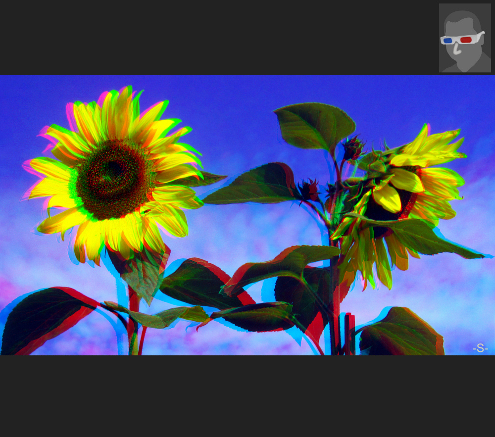 Späte Blüte - Sonnenblumen - Stereofoto Anaglyphe