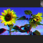 Späte Blüte - Sonnenblumen - Stereofoto Anaglyphe