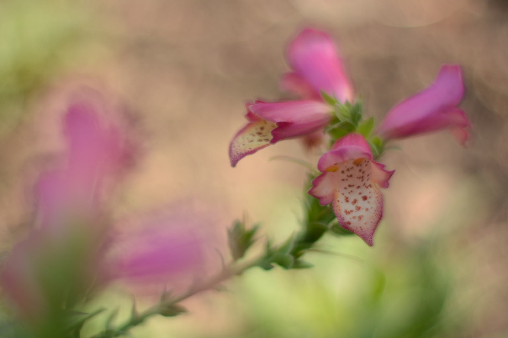 Späte Blüten