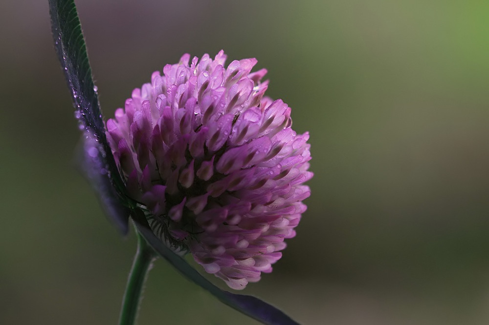 Späte Blüten!