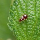 Späte Blumenwanzen-Nymphe - Anthocoris nemorum auf Brennnessel