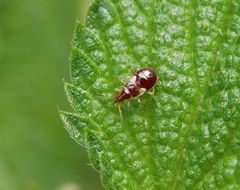 Späte Blumenwanzen-Nymphe - Anthocoris nemorum auf Brennnessel