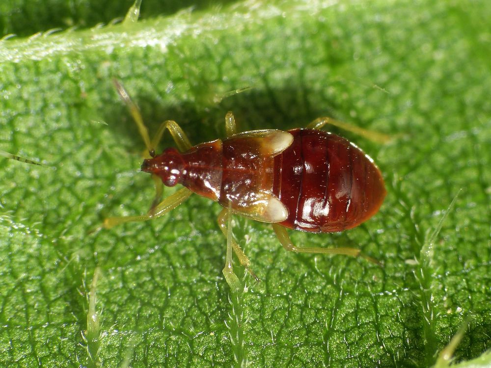 Späte Blumenwanzen-Nymphe - Anthocoris nemorum im Supermakro