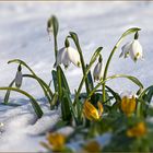 Späte Frühblüher