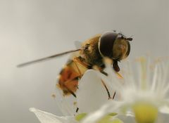 Späte Frühlingsschwebfliege