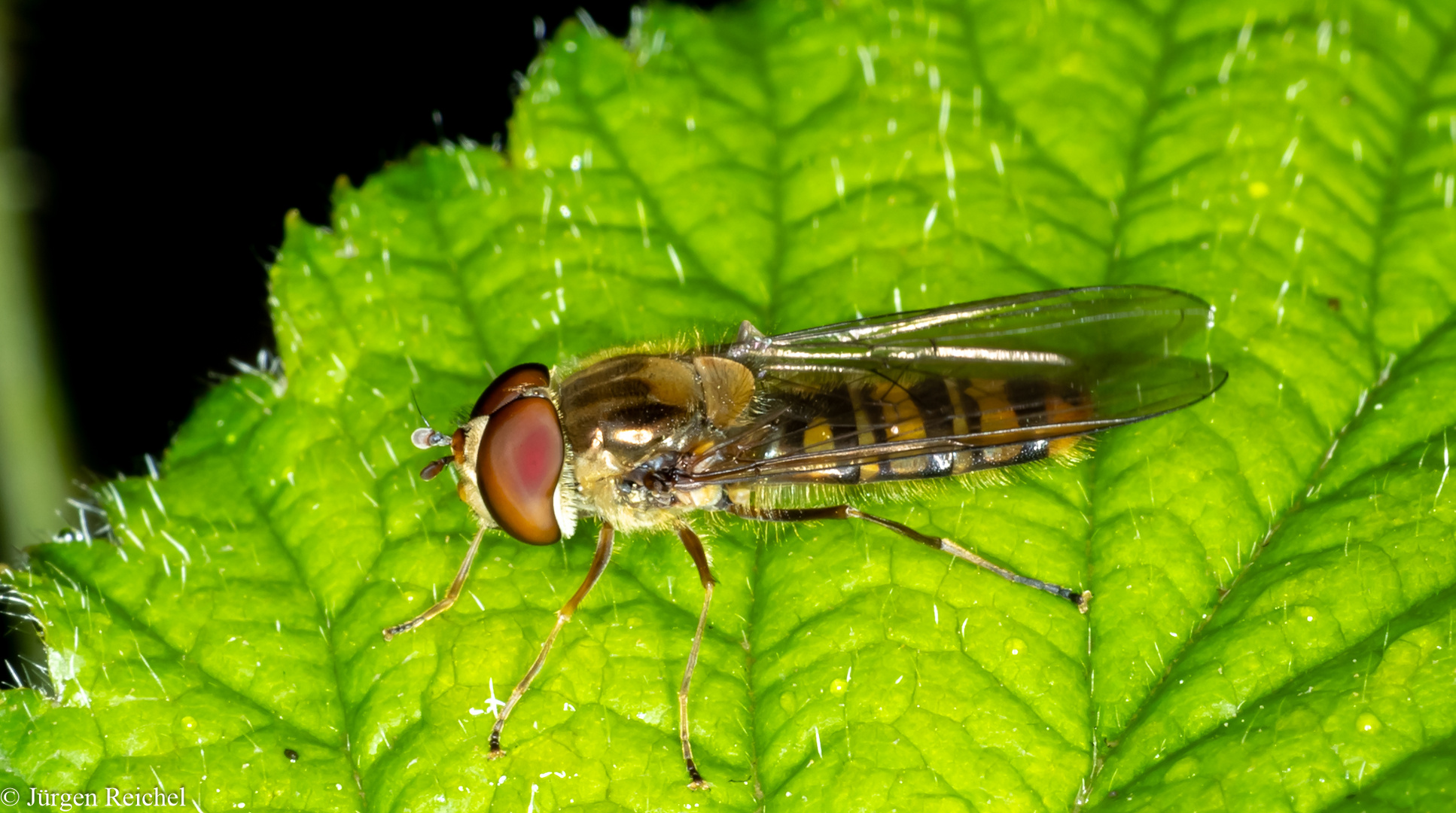 Späte Frühlingsschwebfliege (Meliscaeva Cinctella ) 