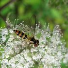 Späte Frühlingsschwebfliege Meliscaeva cinctella