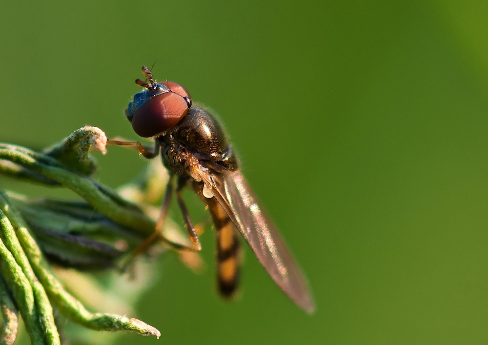 Späte Frühlingsschwebfliege (Meliscaeva cinctella)