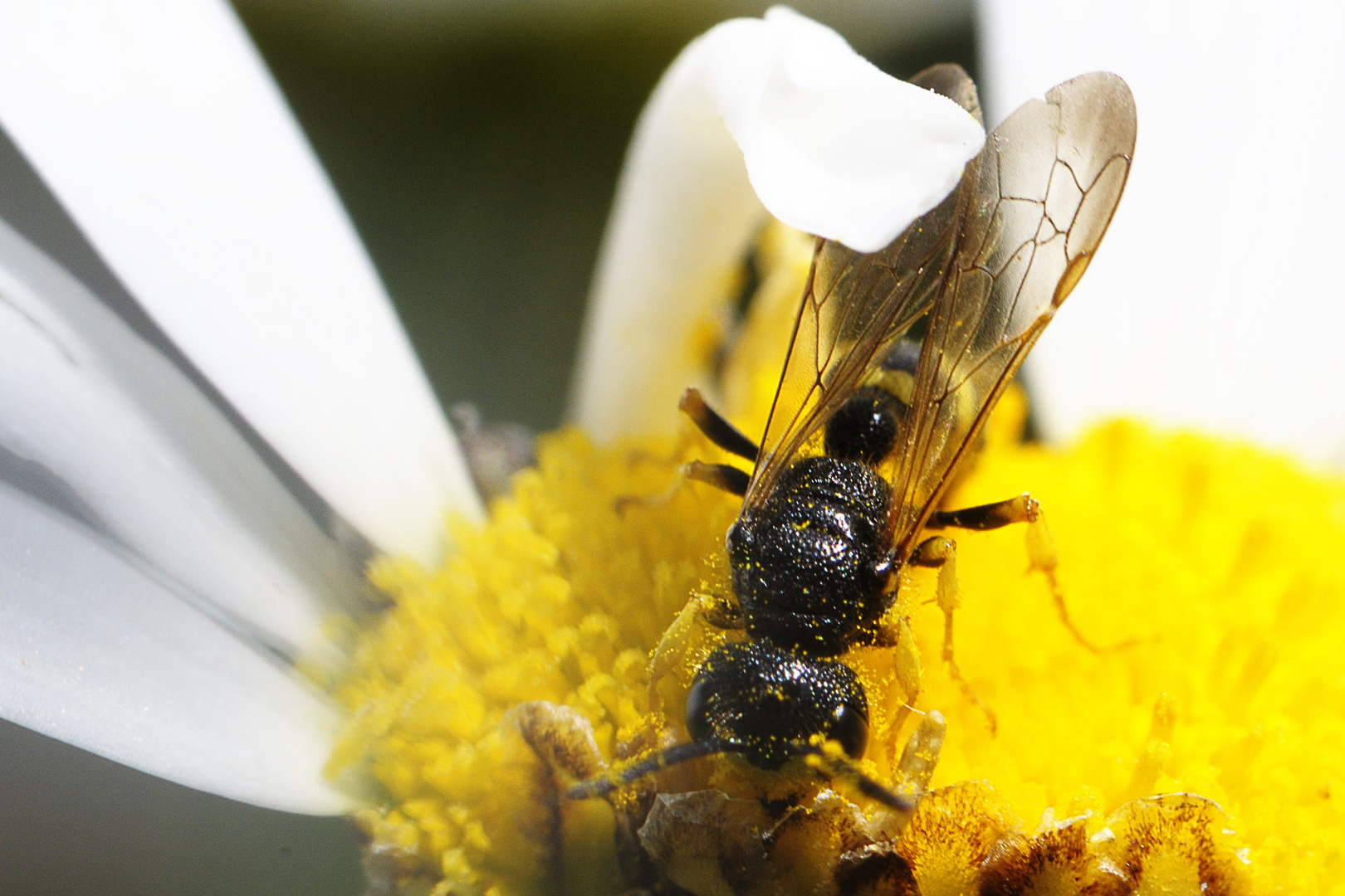 Späte Gelbrand-Schwebfliege