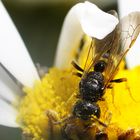 Späte Gelbrand-Schwebfliege