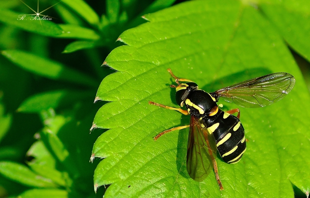 Späte Gelbrand-Schwebfliege