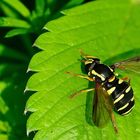 Späte Gelbrand-Schwebfliege