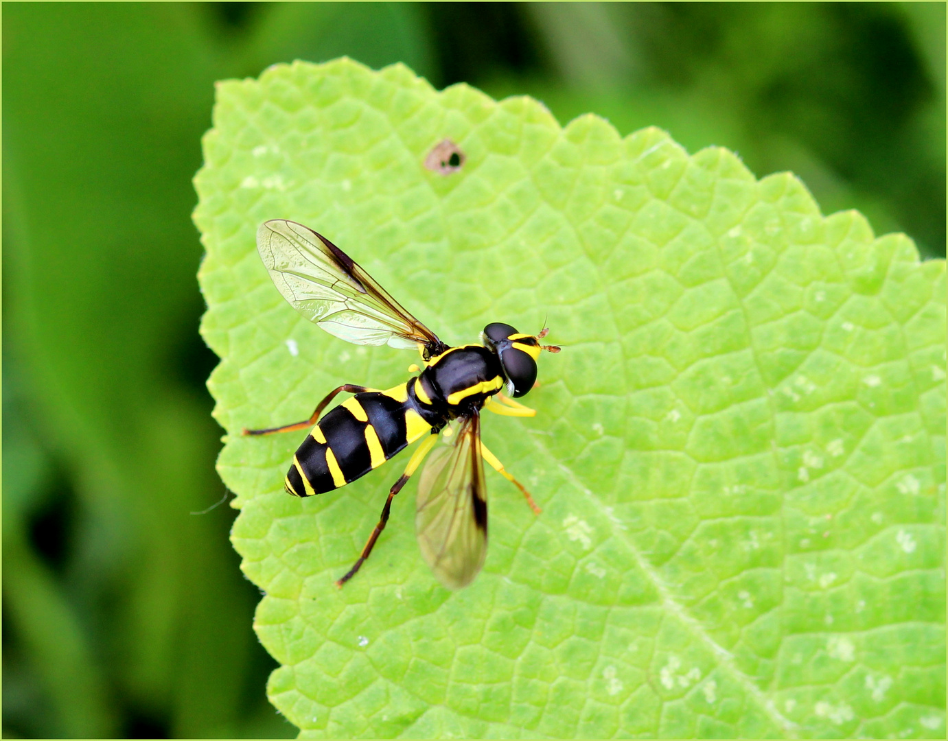 Späte Gelbrandschwebfliege (Xanthogramma pedissequum).