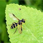 Späte Gelbrandschwebfliege (Xanthogramma pedissequum).