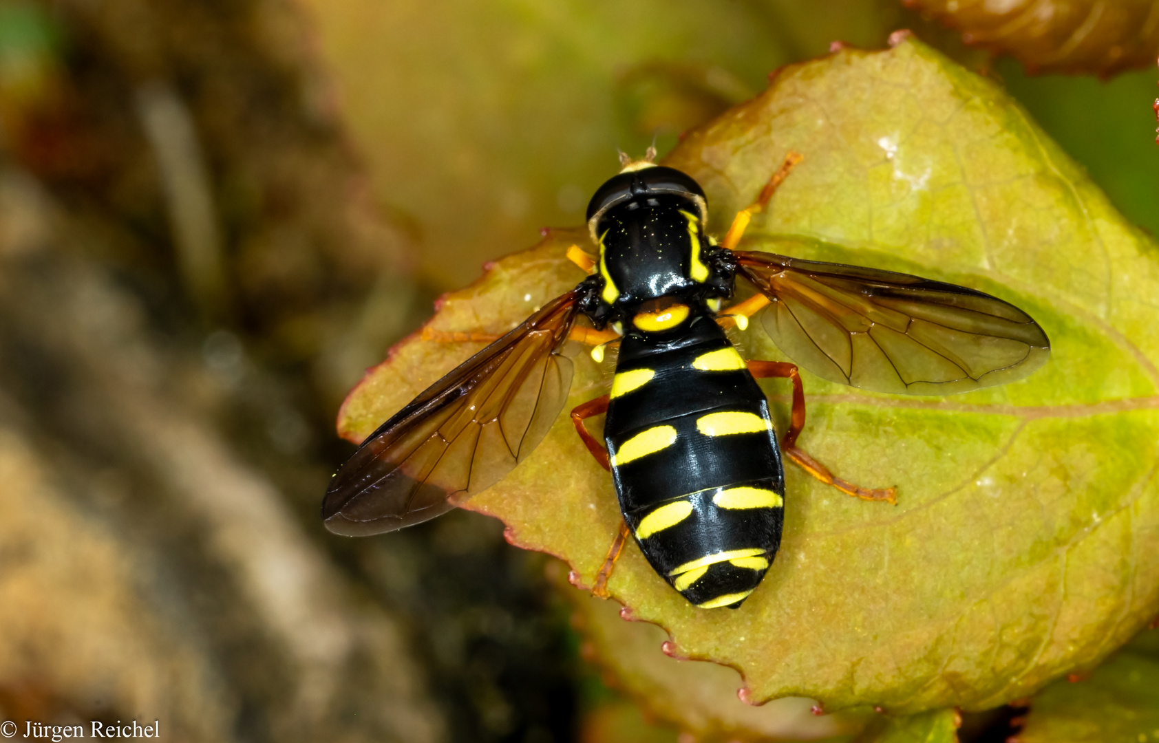 Späte Gelbrandschwebfliege (Xanthogramma pedissequum))