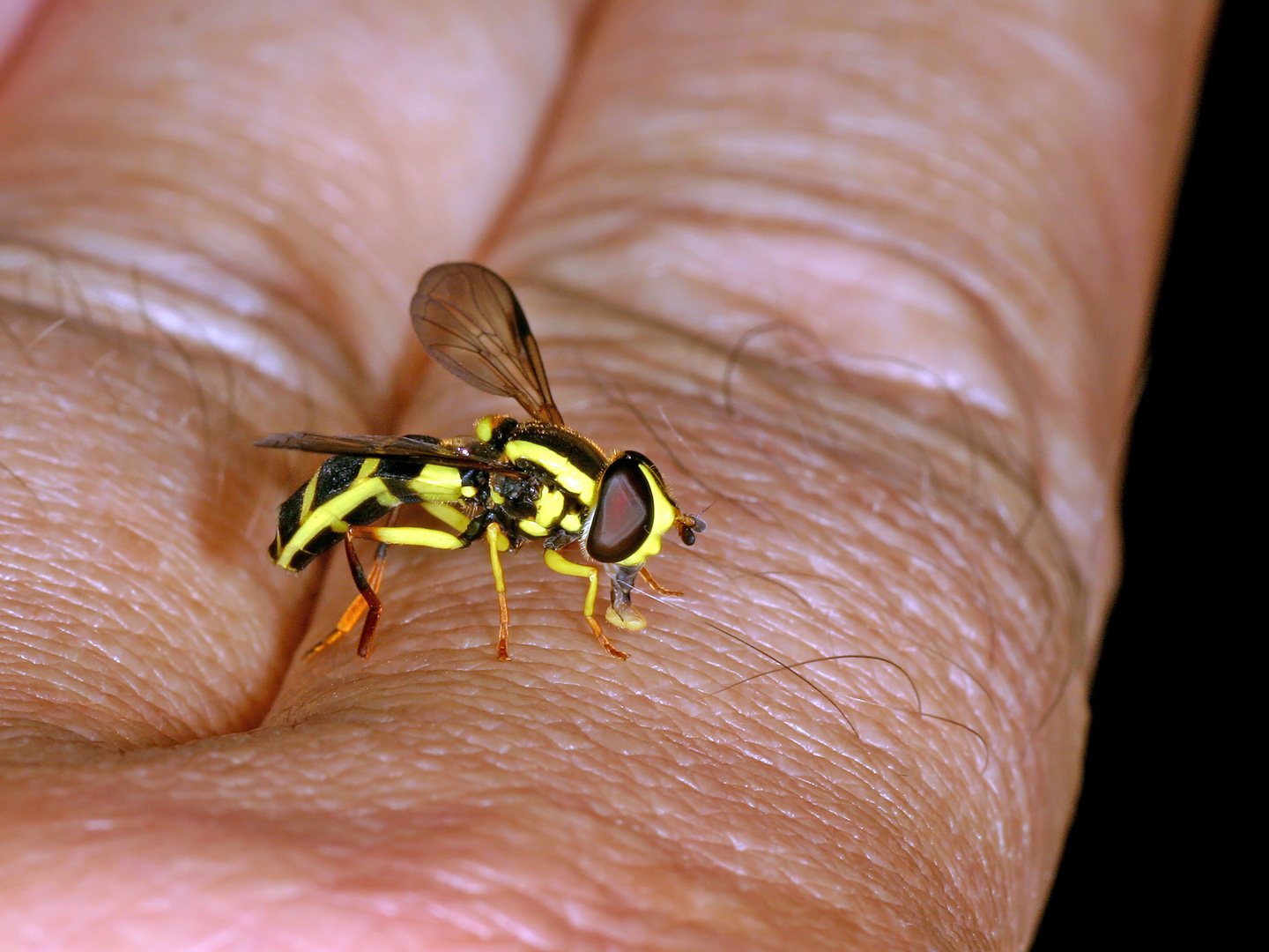 Späte Gelbrandschwebfliege (Xanthogramma pedissequum)...