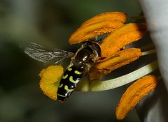 Späte Großstirn Schwebfliege..