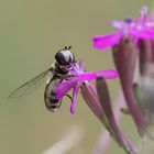 Späte Großstirnschwebfliege