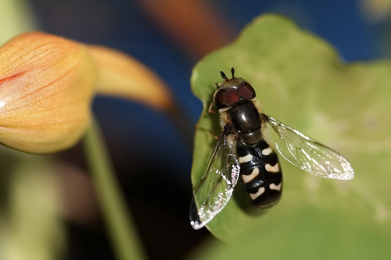 späte Großstirnschwebfliege