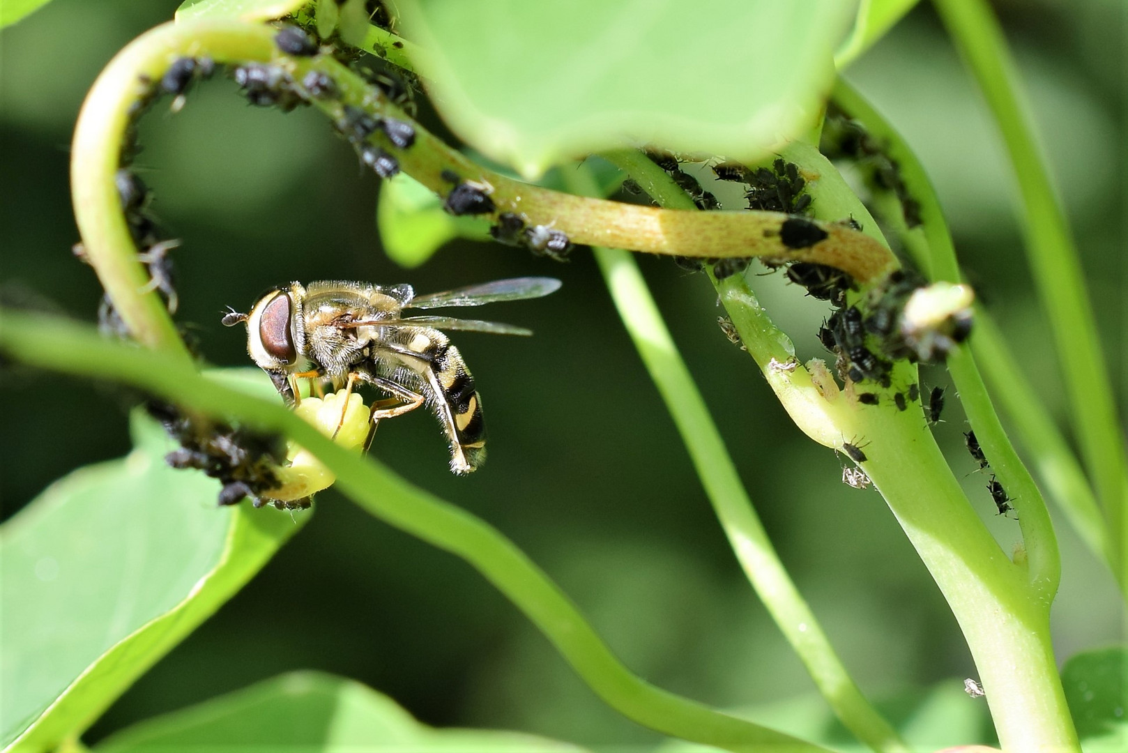 Späte Großstirnschwebfliege