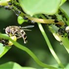 Späte Großstirnschwebfliege