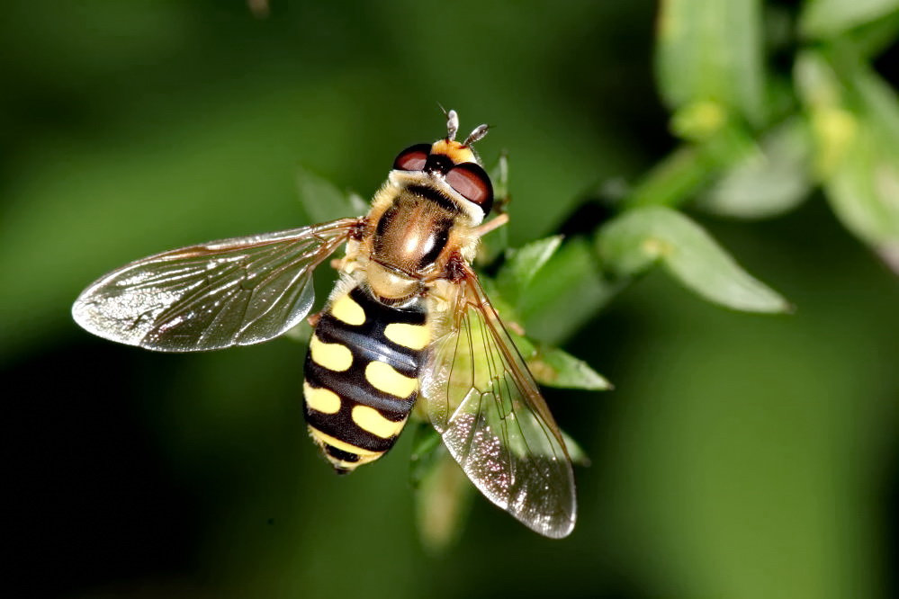 Späte Großstirnschwebfliege