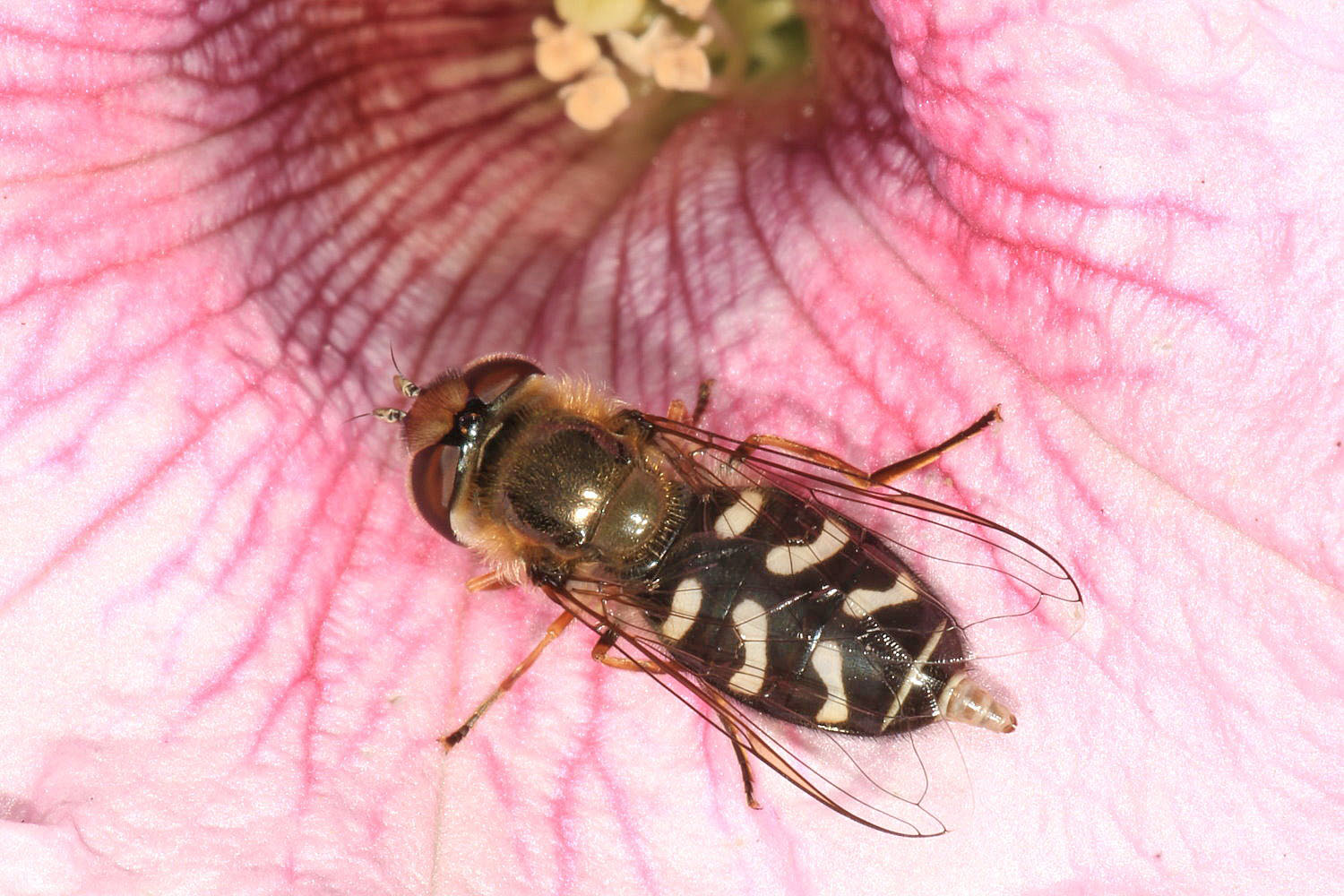 Späte Großstirnschwebfliege