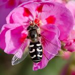 späte großstirnschwebfliege