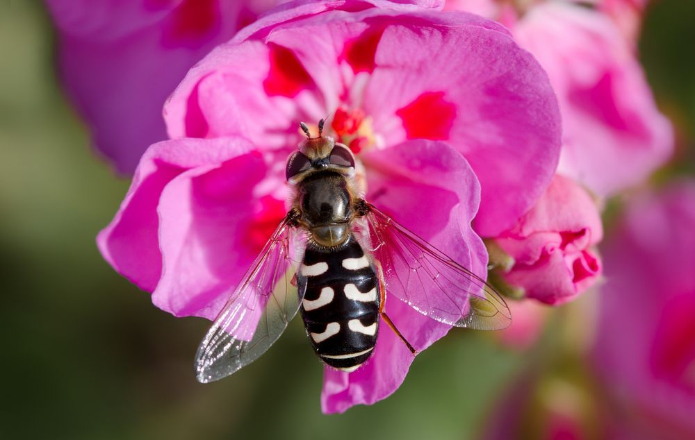 späte großstirnschwebfliege